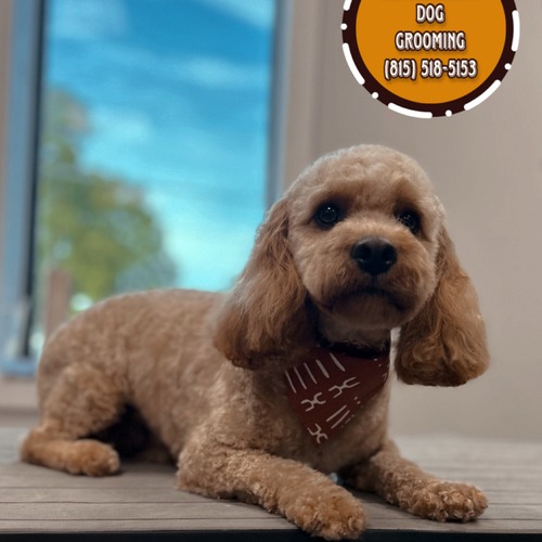 Grooming work 19
